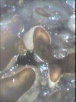 Non-Aqueous Phase Liquid